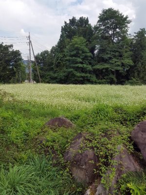 白馬村ではそばの花が咲いていた